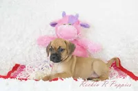 Dandy Shipping Included, a female Puggle for sale in Pottersville, MO – 6 of 6