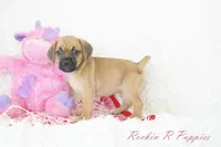 Dandy Shipping Included, a female Puggle for sale in Pottersville, MO – 3 of 6