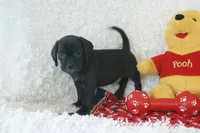 Derby Shipping Included, a male Puggle for sale in Pottersville, MO – 5 of 6