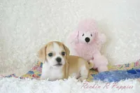 Ellie Shipping Included, a female Puggle for sale in Pottersville, MO – 2 of 6