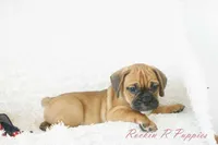 Roman Shipping Included, a male English Bulldog and Puggle for sale in Pottersville, MO – 1 of 7