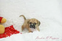 Tyson Shipping Included, a male Puggle for sale in Pottersville, MO – Photo 2 of 6