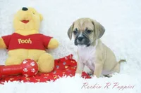 Tyson Shipping Included, a male Puggle for sale in Pottersville, MO – Photo 6 of 6