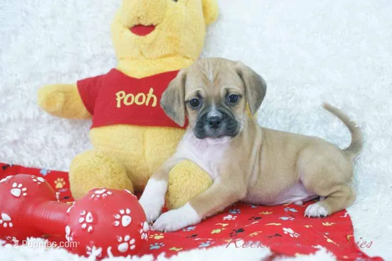 Tyson Shipping Included – Puggle puppy for sale in Pottersville, MO