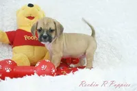 Tyson Shipping Included, a male Puggle for sale in Pottersville, MO – Photo 3 of 6