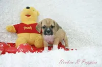 Tyson Shipping Included, a male Puggle for sale in Pottersville, MO – Photo 5 of 6