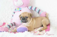 Gidget Shipping Included, a female Puggle for sale in Pottersville, MO – 5 of 6