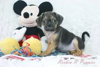 Koda Shipping Included, a male Puggle for sale in Pottersville, MO – Photo 2 of 5