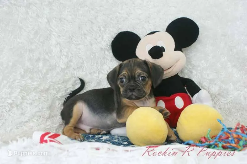 Koda Shipping Included – Puggle puppy for sale in Pottersville, MO