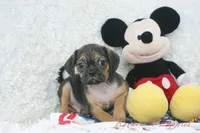 Koda Shipping Included, a male Puggle for sale in Pottersville, MO – Photo 3 of 5