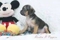 Koda Shipping Included, a male Puggle for sale in Pottersville, MO – Photo 5 of 5