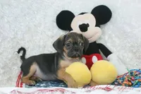 Koda Shipping Included, a male Puggle for sale in Pottersville, MO – Photo 4 of 5