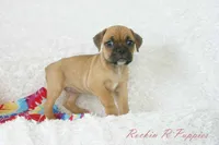 Daisy Shipping Included, a female English Bulldog and Puggle for sale in Pottersville, MO – 2 of 6