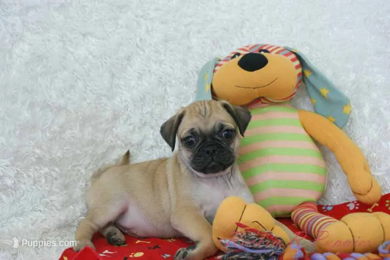 Gizmo Shipping Included – Puggle puppy for sale in Pottersville, MO