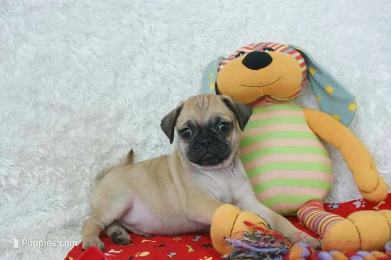 Gizmo Shipping Included