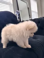 Teddy Bear Ice, a male Pomeranian for sale in Hagerstown, MD – 2 of 6