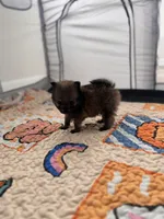 Smallest** Teacup Louie, a male Pomeranian for sale in Hagerstown, MD – 3 of 7