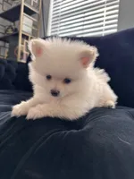Teddy Bear Ice, a male Pomeranian for sale in Hagerstown, MD – 6 of 6