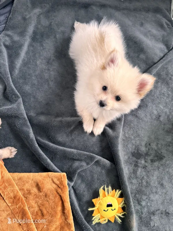 Bentley  – Pomeranian puppy for sale in Hagerstown, MD