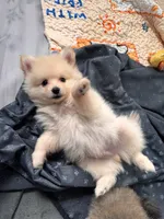 Bentley , a male Pomeranian for sale in Hagerstown, MD – 2 of 3