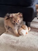 Smallest** Teacup Louie, a male Pomeranian for sale in Hagerstown, MD – 2 of 7