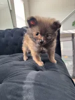 Smallest** Teacup Louie, a male Pomeranian for sale in Hagerstown, MD – 6 of 7