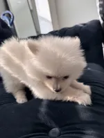 Teddy Bear Ice, a male Pomeranian for sale in Hagerstown, MD – 4 of 6
