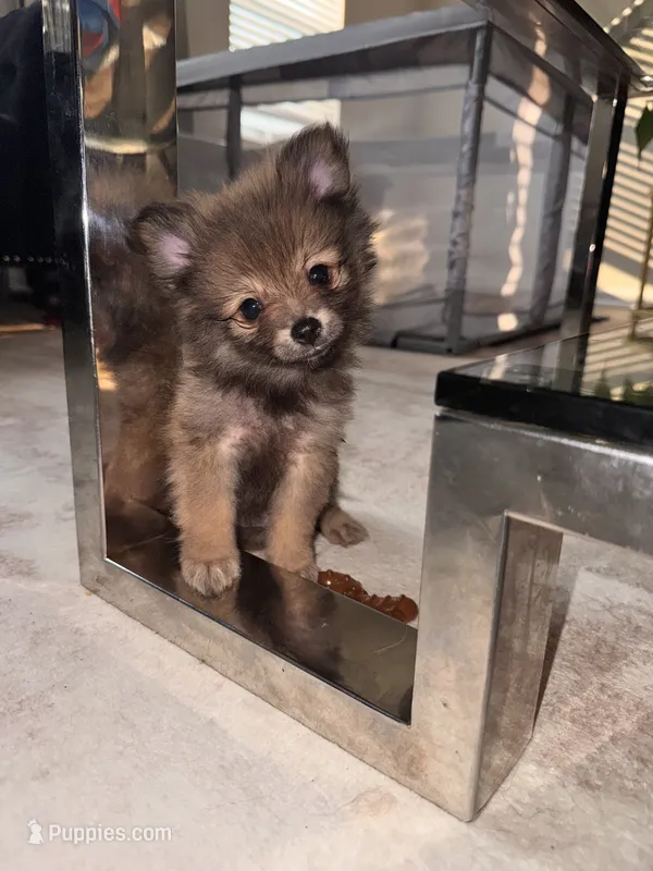 Smallest** Teacup Louie – Pomeranian puppy for sale in Baltimore, MD