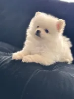 Teddy Bear Ice, a male Pomeranian for sale in Hagerstown, MD – 1 of 6