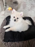 Bentley , a male Pomeranian for sale in Hagerstown, MD – 1 of 4