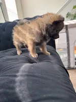 Smallest** Teacup Louie, a male Pomeranian for sale in Hagerstown, MD – 7 of 7