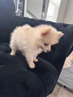 Bentley , a male Pomeranian for sale in Hagerstown, MD – 3 of 3