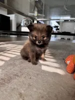Smallest** Teacup Louie, a male Pomeranian for sale in Hagerstown, MD – 4 of 7