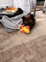 Smallest** Teacup Louie, a male Pomeranian for sale in Hagerstown, MD – 5 of 7