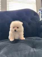 Teddy Bear Ice, a male Pomeranian for sale in Hagerstown, MD – 3 of 6