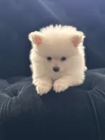 Teddy Bear Ice, a male Pomeranian for sale in Hagerstown, MD – 5 of 6