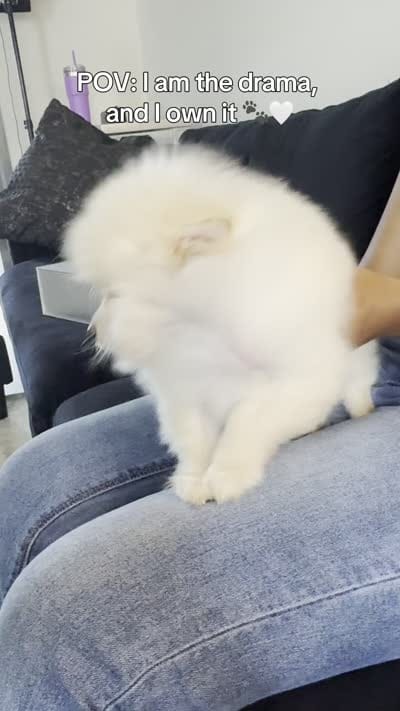 Teddy Bear Ice, a male Pomeranian for sale in Hagerstown, MD – 2 of 7