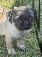 Willie, a male Pug for sale in Carlsbad, CA – 1 of 6