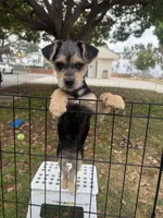 Olivia, a female Maltese and Yorkshire Terrier for sale in San Diego, CA – 3 of 4