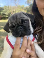 Chancho, a male Pug for sale in Carlsbad, CA – 3 of 5