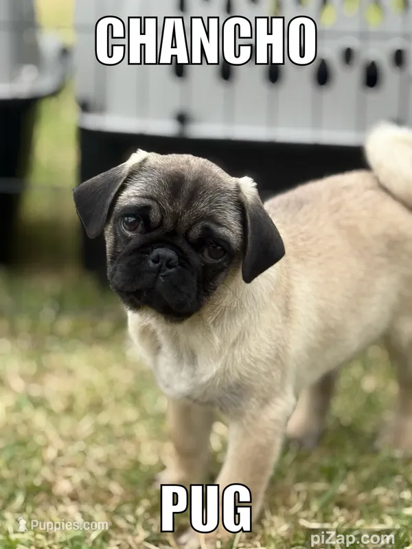 Chancho – Pug puppy for sale in Carlsbad, CA