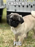 Chancho, a male Pug for sale in Carlsbad, CA – 1 of 5