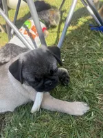 Willie, a male Pug for sale in Carlsbad, CA – 4 of 6