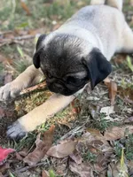 Willie, a male Pug for sale in Carlsbad, CA – 2 of 6
