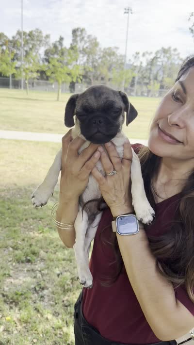 Rocky, a male Pug for sale in Carlsbad, CA – 3 of 3