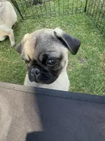 Chancho, a male Pug for sale in Carlsbad, CA – 4 of 5