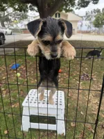 Olivia, a female Maltese and Yorkshire Terrier for sale in San Diego, CA – 4 of 4