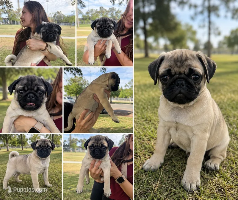 Willie – Pug puppy for sale in Carlsbad, CA