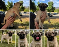 Rocky, a male Pug for sale in Carlsbad, CA – 2 of 3