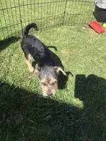 Olivia, a female Maltese and Yorkshire Terrier for sale in San Diego, CA – 2 of 4